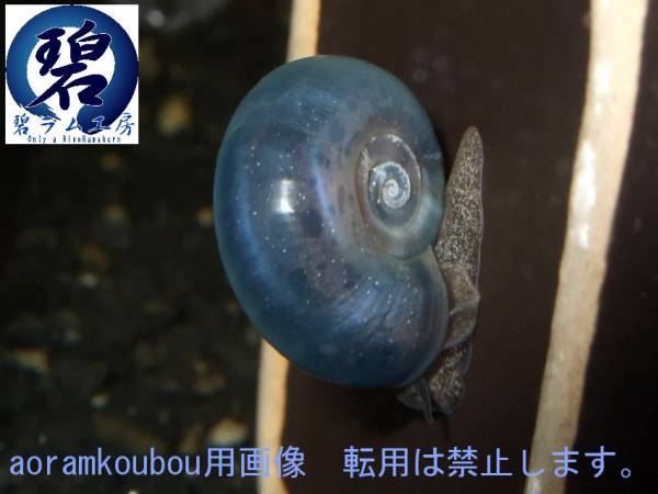 【限定出品】ブルーラムズホーン 碧ラム工房 第１水槽稚貝_1