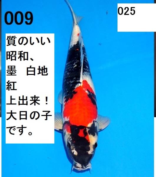 QB1151　◆◇◆昭和三色　オス　47ｃ　２ 歳　 ◆No.025