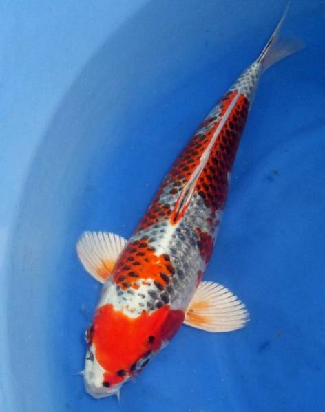 ★新潟県　山古志　生産者直送★　 梱包無料！　上質　孔雀　♂