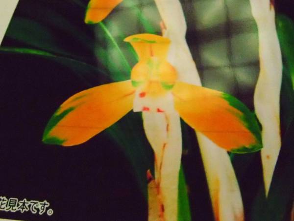 ☆　韓国春蘭　太極扇　希少品　日本春蘭　寒蘭　☆