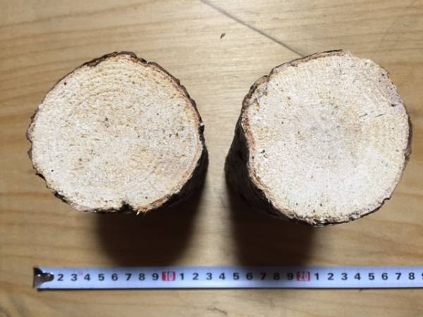 【川口商会】能勢産コナラA品飼育産卵木