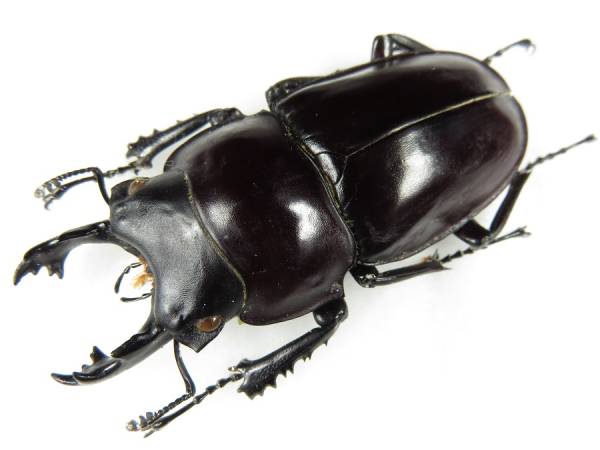 採集禁止 ヤエヤママルバネクワガタ 大歯型 標本 剥製 (科学、自然