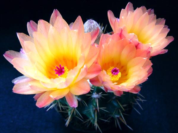 オレンジ花獅子王丸 種 ノトカクタス サボテン サボテン 売買されたオークション情報 Yahooの商品情報をアーカイブ公開 オークファン Aucfan Com