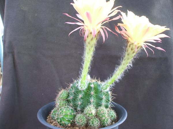 サボテン多肉植物 花サボテン・オレンジマジック(サボテン)｜売買され