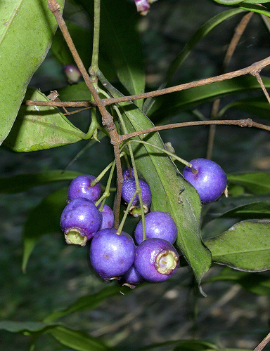 希少熱帯果樹 ブルーリリーピリー Syzygium oleosum 挿し木苗(果物