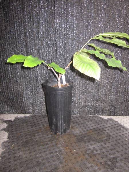 ポポー 2品種接木苗 ジマーマン スー 果物 売買されたオークション情報 Yahooの商品情報をアーカイブ公開 オークファン Aucfan Com