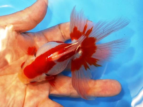 類【江戸川琉金】☆3歳・11．5cm・雄☆1(琉金)｜売買された 