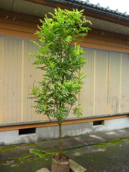 ☆シマトネリコ単木☆ H2.6m 大人気です 癒しの樹木 2(植木、庭木 ☆シマトネリコ単木☆ H2.6m 大人気です 癒しの樹木 2(植木、庭木