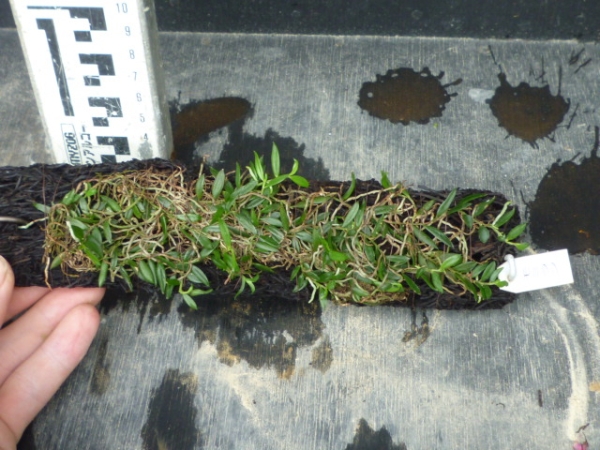 紀州産　モミラン　へご付け　野生蘭　セッコク　山野草