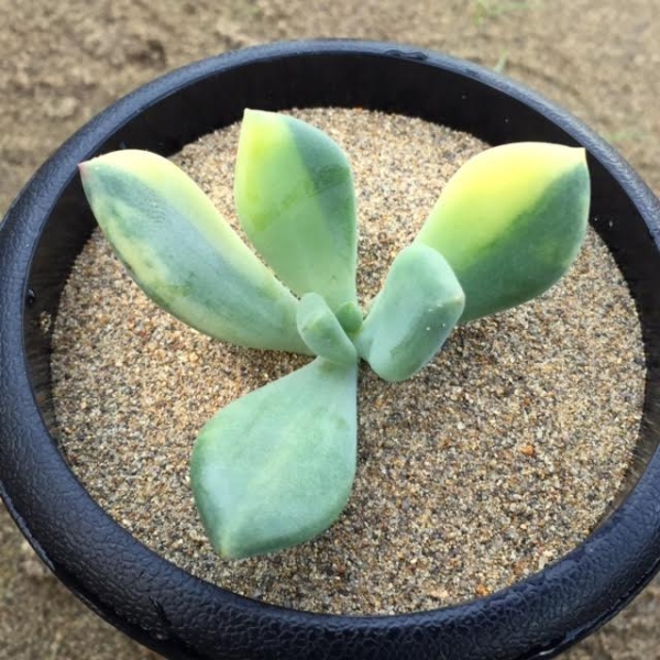 多肉植物 パキフィツム スイートキャンディー錦 未発根苗(サボテン 
