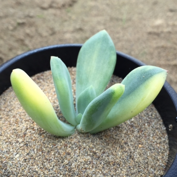 多肉植物 パキフィツム スイートキャンディー錦 未発根苗(サボテン 