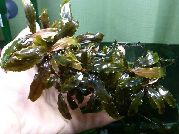 ブセファランドラspコッパーリーフ 大株(水草)｜売買された