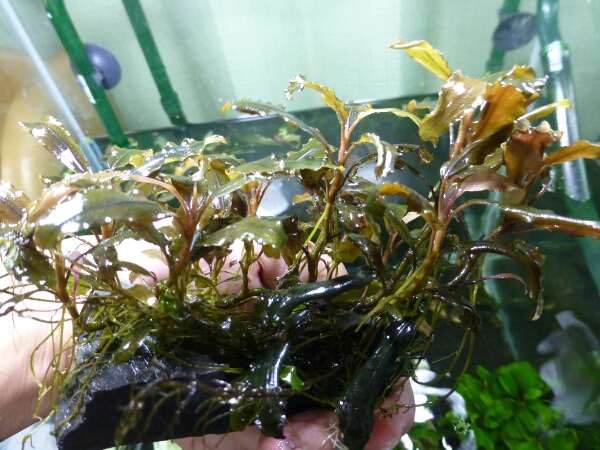 ブセファランドラspコッパーリーフ 大株(水草)｜売買された