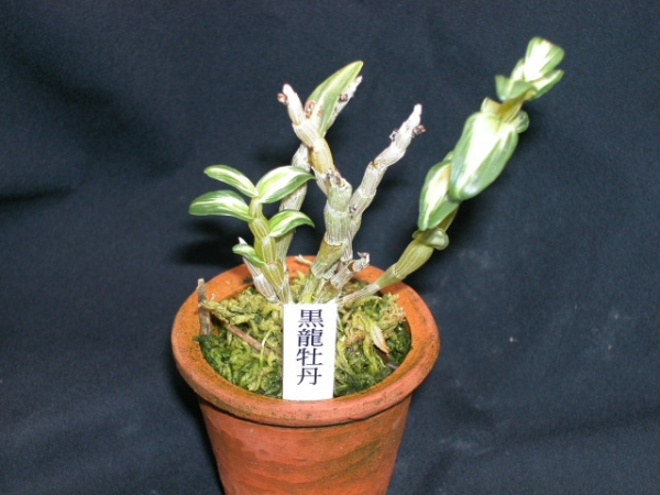長生蘭＜黒龍牡丹＞古典植物、セッコク、富貴蘭、山野草、珍品(鉢植え