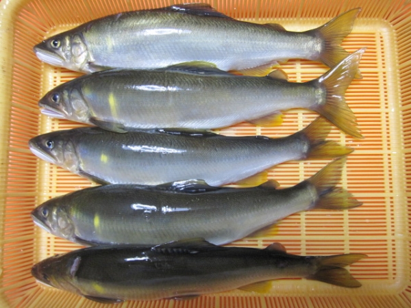 ★清流　綾川の天然鮎　あゆ　アユ　６５０ｇ ＮＯ１６２★