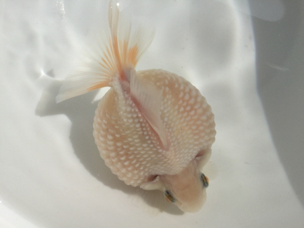 ■ピンポンパール 　■当歳魚 ■8、5cm