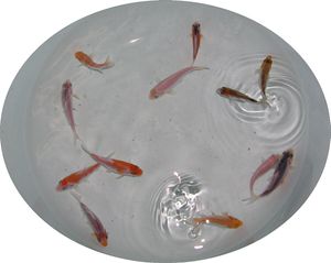 錦鯉 稚魚のYahoo!オークション(旧ヤフオク!)の相場・価格を見る