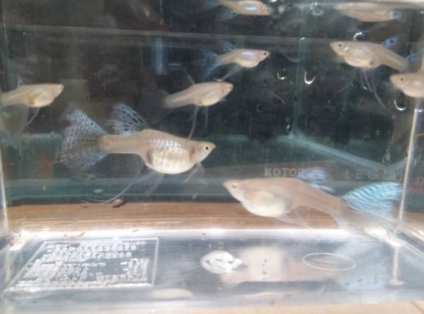 【JAB】 国産 ブルーグラス HDリボン＋ノーマル 20匹以上 種親付