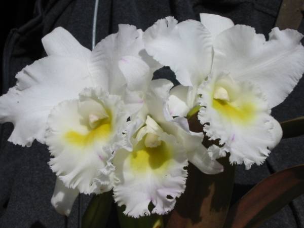 洋蘭・カトレア 大輪白花蕾付 Bc.Pastoral`Innocence`(4)大株