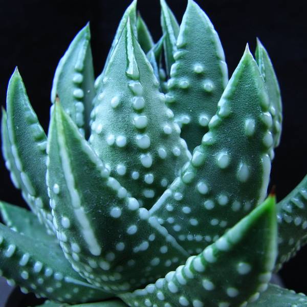 ■ハオルチア　”デイビッド・グリグスビー”　■