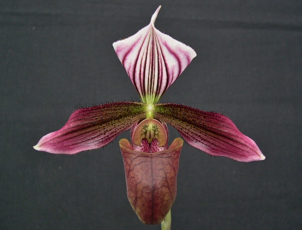 洋蘭パフィオ Paph.purpuratum 濃色セレクト個体花付き