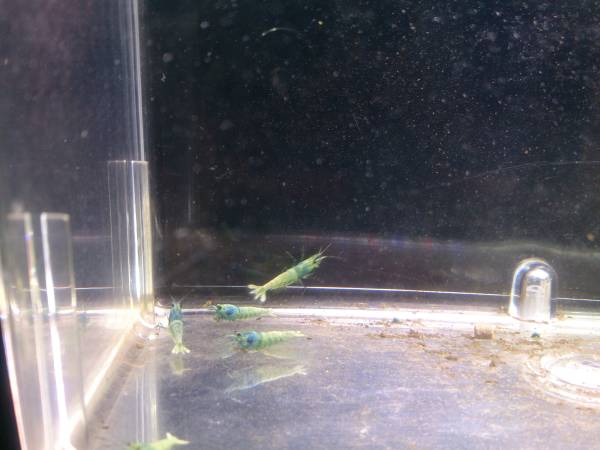 シャドー　ターコイズ 5匹+2匹 計7匹