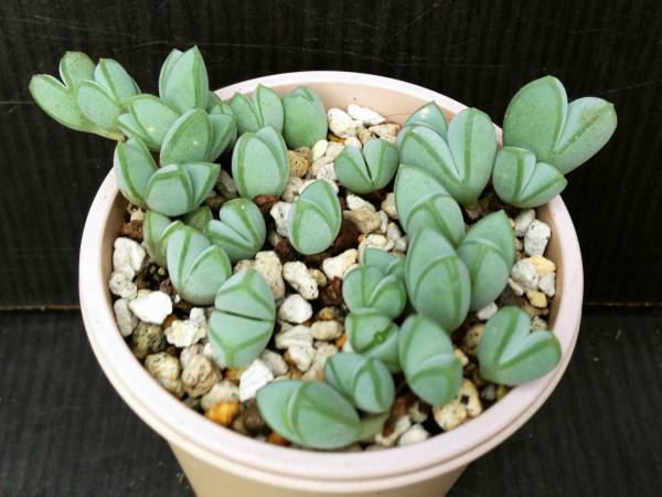 ◆ メセン 【 碧魚連 碧魚蓮 】 ヘキギョレン 根付・抜き苗 ◆