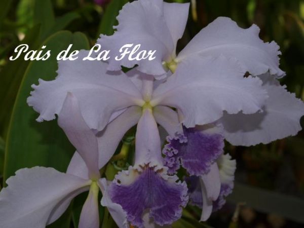 洋蘭☆カトレア原種☆C.warneri coerulea (O.G) 巨大輪