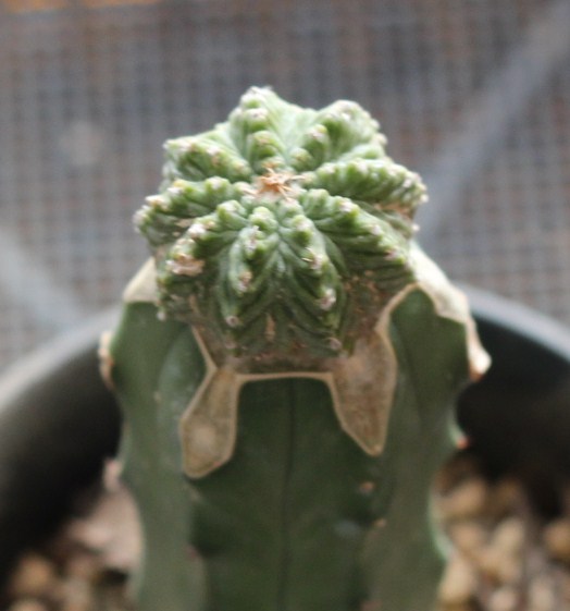 １７　サボテン　花籠　　竜神接ぎ