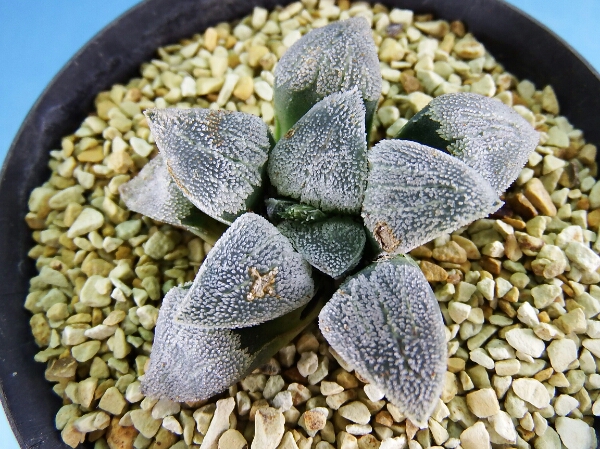 サボテン 多肉植物　49　ハオルチア　ピグマエア　特白ザラ窓　