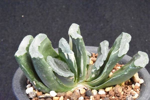 多肉植物　ハオルチア・玉扇錦Ｂ