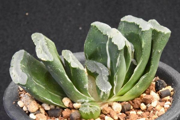 多肉植物　ハオルチア・玉扇錦Ｂ