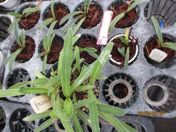 Paph. henryanum x sib