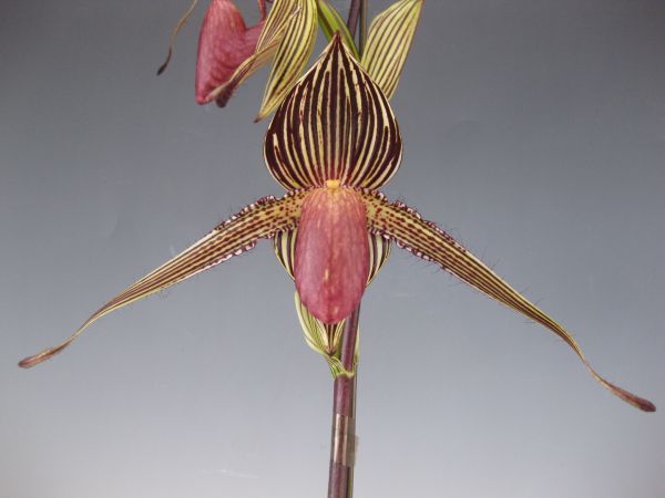 洋蘭 947 Paph.rothschildianum x sib. 花着 花、園芸 花 【公式通販】
