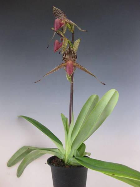 洋蘭 947 Paph.rothschildianum x sib. 花着 花、園芸 花 【公式通販】