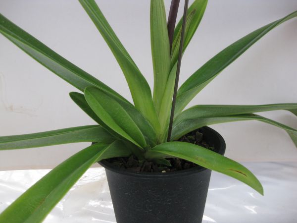 洋蘭 947 Paph.rothschildianum x sib. 花着 花、園芸 花 【公式通販】