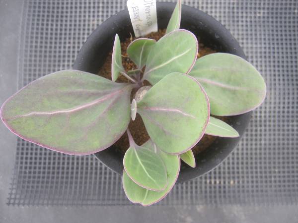 ★Othonna sp. ES3287 Kogeliormig Worcester ★オトンナMD03