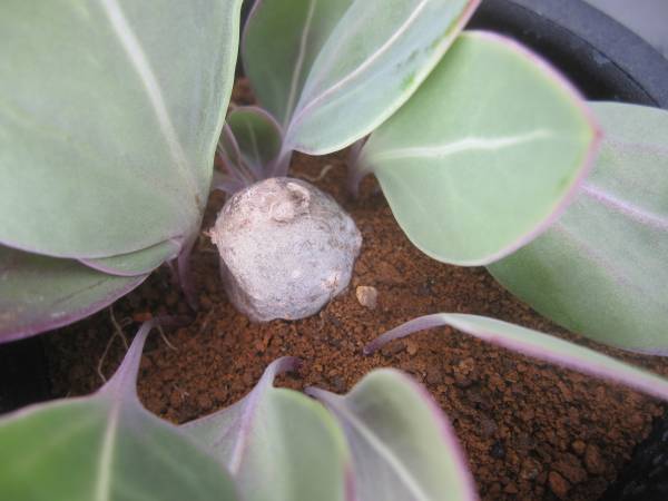 ★Othonna sp. ES3287 Kogeliormig Worcester ★オトンナMD03