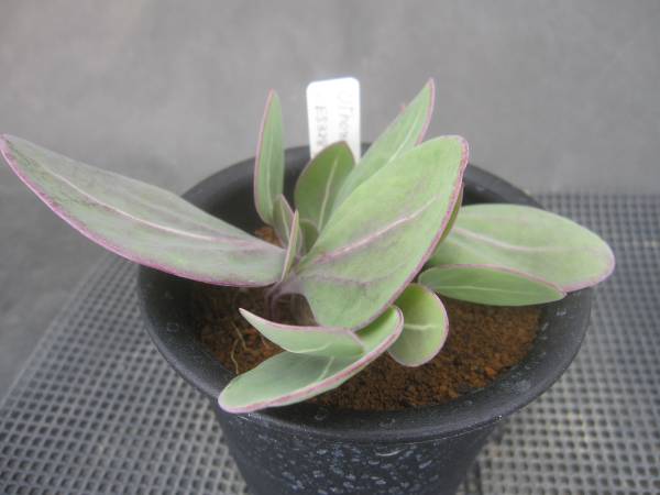 ★Othonna sp. ES3287 Kogeliormig Worcester ★オトンナMD03