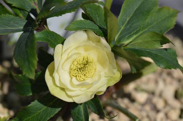 ☆クリスマスローズ専門店　想花☆　開花株　ｓ７３_1