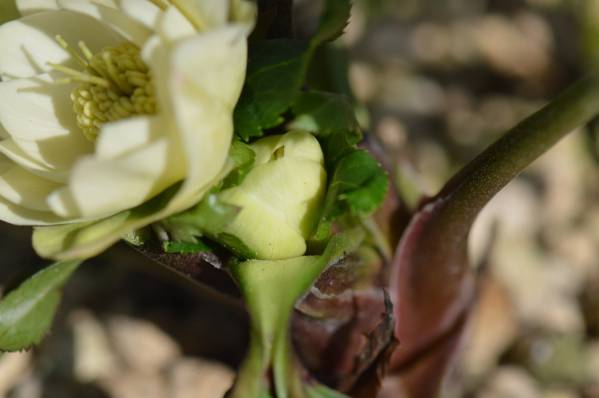☆クリスマスローズ専門店　想花☆　開花株　ｓ７３_2