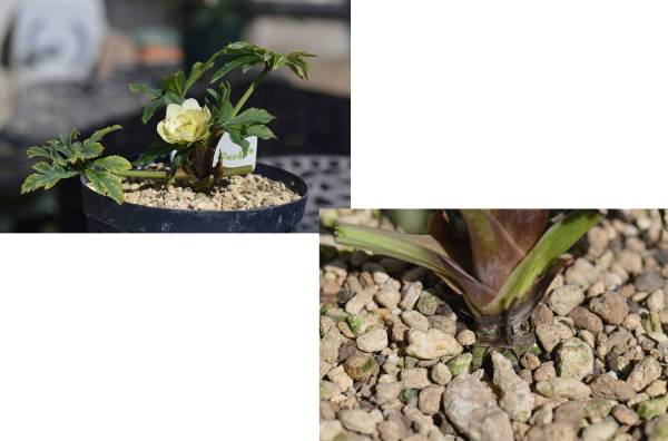 ☆クリスマスローズ専門店　想花☆　開花株　ｓ７３_3