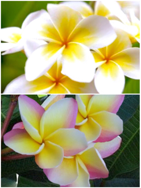送料無料 オマケ付 プルメリア 2年目 苗 お買い得人気2色セット.