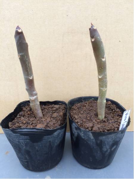 送料無料 オマケ付 プルメリア 2年目 苗 お買い得人気2色セット.