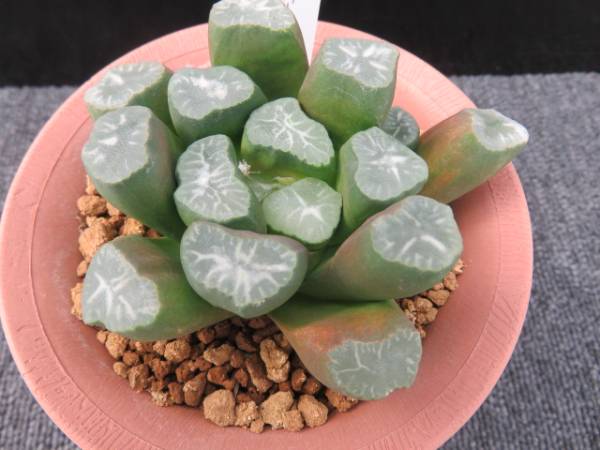 59.稲妻×オーロラ万象　サボテン　多肉植物