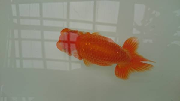 ★Tarou original★ 明二歳　約12cm　メスタイプ【動画あり】Ａ