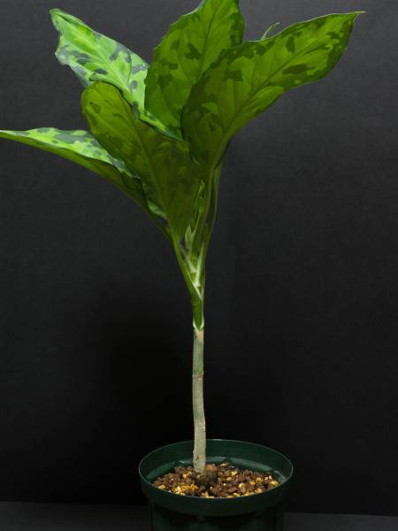 観葉植物 【AZ便】アグラオネマ ピクタム ラプラス 箱個体