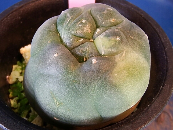 サボテン 多肉植物 115 ロホホラ 翠冠玉錦 サボテン 多肉植物