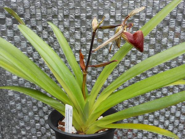洋蘭 原種 パフィオ Paph.rothschildianum 開花中 洋蘭 パフィオ ×sib