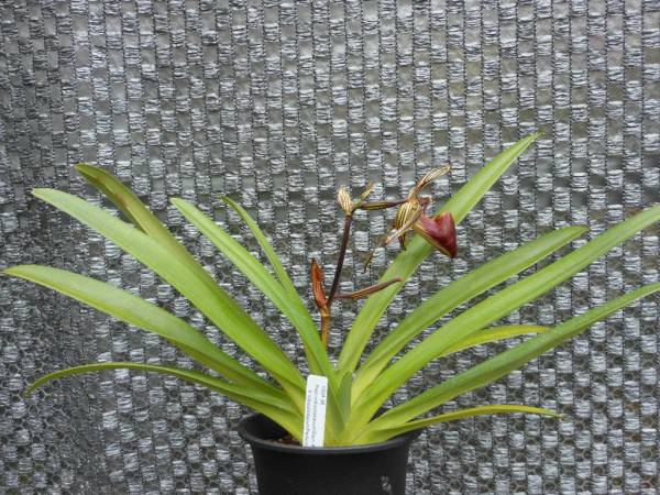 洋蘭 原種 パフィオ Paph.rothschildianum 開花中 洋蘭 パフィオ ×sib